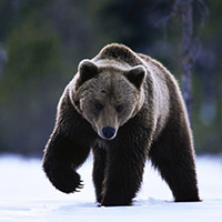 охота на медведя в Подмосковье
